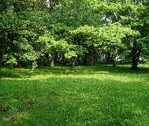Zieleń, Trawnik, Park, Drzewa
