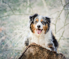 Owczarek australijski-australian shepherd