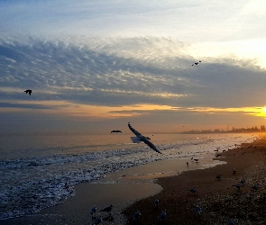 Morze, Ptaki, Zachód Słońca, Plaża