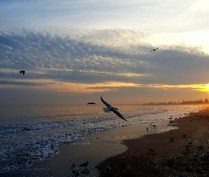 Ptaki, Zachód Słońca, Morze, Plaża