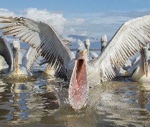 Pelikany, Jezioro
