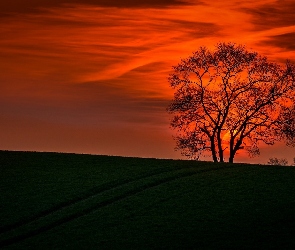 Słońca, Drzewa, Zachód