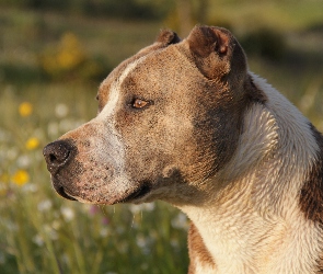 Pit, Bull, Pies