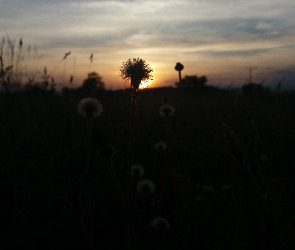 Słońca, Mlecz, Zachód