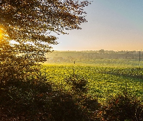 Słońca, Las, Pola, Łąki, Wschód