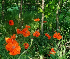 Czerwone, Zieleń, Maki