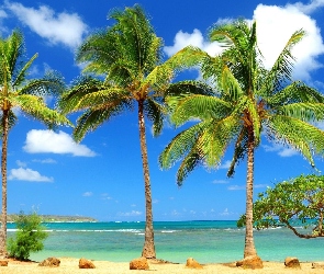 Plaża, Drzewo, Palmy