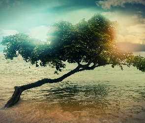 Drzewo, Morze