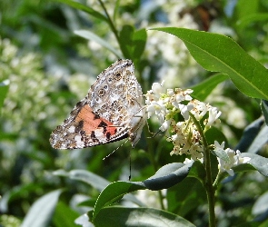 Rusałka osetnik, Kwiat, Motyl