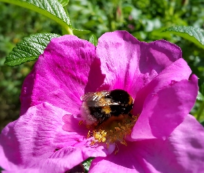 Róża, Trzmiel, Purpurowa