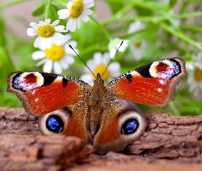 Pień, Kwiaty, Motyl, Drzewa, Pawik, Piękny, Rusałka