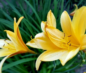 Żółte, Liliowce