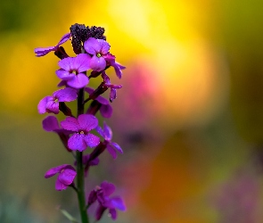 Kwiaty, Rosa, Lunaria
