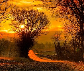 Zachód słońca, Drzewa, Droga