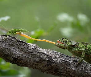 Język, Gałąź, Owad, Zielony, Kameleon