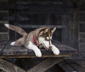 Siberian, Husky, Pies