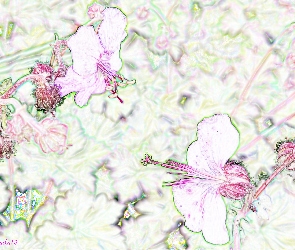 Artystyczne, Kwiaty, Efekty
