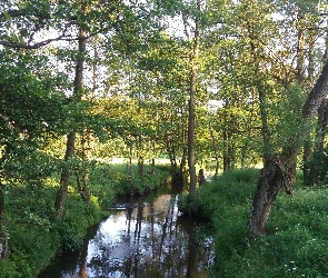 Rzeka, Drzewa