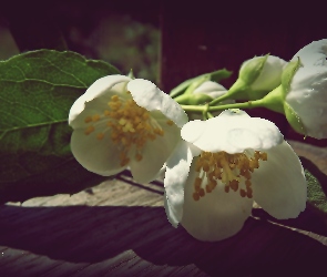 Gałązka, Kwiaty, Białe, Jaśminu