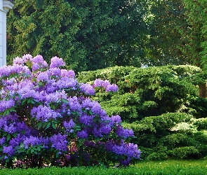 Krzewy, Zieleń, Kwiaty, Rododendron, Ogród