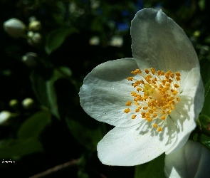 Biały, Jaśminu, Kwiat