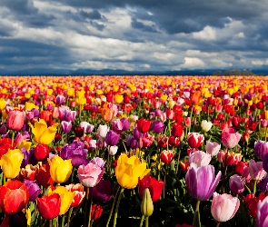 Kwiaty, Tulipany