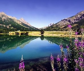 Jezioro, Odbicie, Roślinność, Kwiaty, Góry