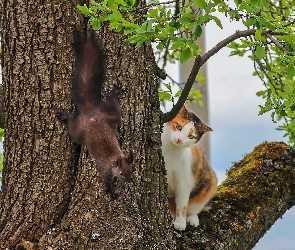 Wiewiórka, Drzewo, Kot