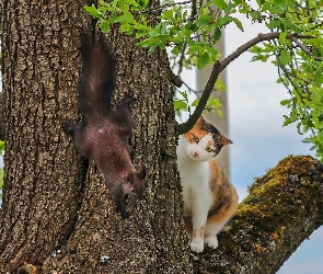 Kot, Drzewo, Wiewiórka