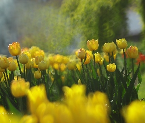Żółte, Kwiaty, Tulipany