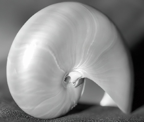 Piękna, Muszla