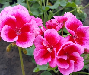 Różowa, Pelargonia, Czerwono