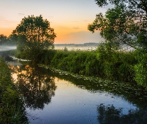 Rzeka, Mgła, Drzewa