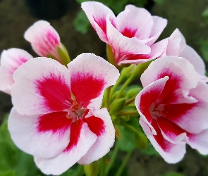 Biało, Pelargonia, Czerwona