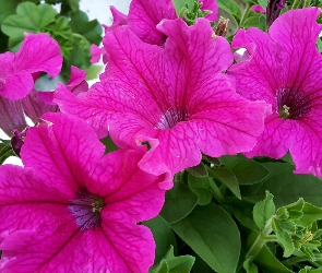 Purpurowa, Surfinia