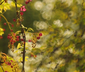Kwiaty, Gałązka, Różowe