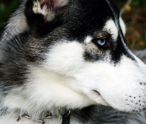 Zmęczony, Husky