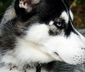 Husky, Zmęczony