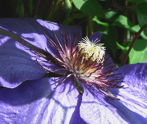 Kwiat, Clematis, Przyroda