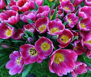 Kwiaty, Tulipany