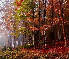 Jesień, Mgła, Las