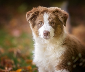 Owczarek australijski-australian shepherd, Szczeniak