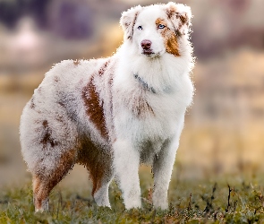 Pies, Owczarek australijski-australian shepherd, Pasterski