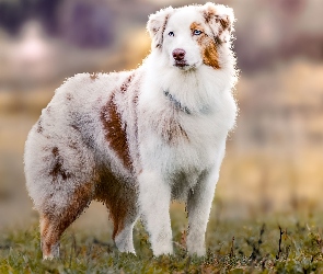 Pasterski, Owczarek australijski-australian shepherd, Pies
