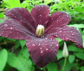 Kwiat, Clematis, Przyroda