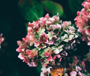 Hortensja, Kwiaty