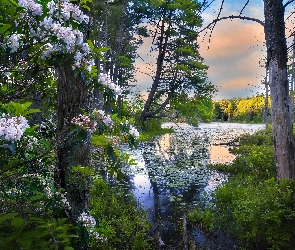 Wiosna, Różanecznik, Jezioro, Drzewa