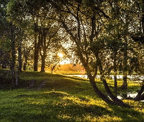Drzewa, Światło, Przebijające, Jezioro, Łąka