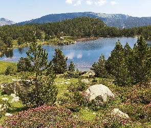 Góry, Roślinność, Drzewa, Francja, Jezioro
