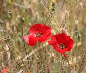 Maki, Pszenicy, Zboże, Kłosy